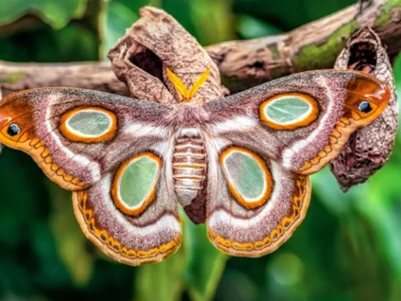 patterns in nature a butterfly with camouflage wings