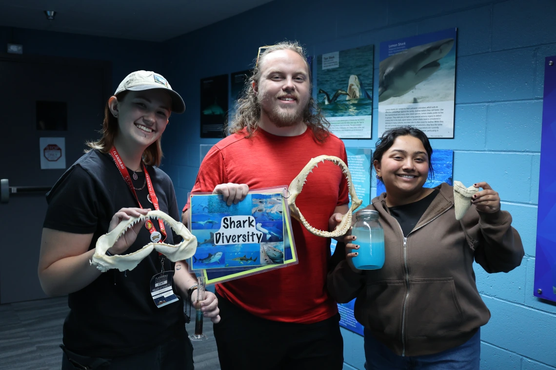 Sharks Variety Photo