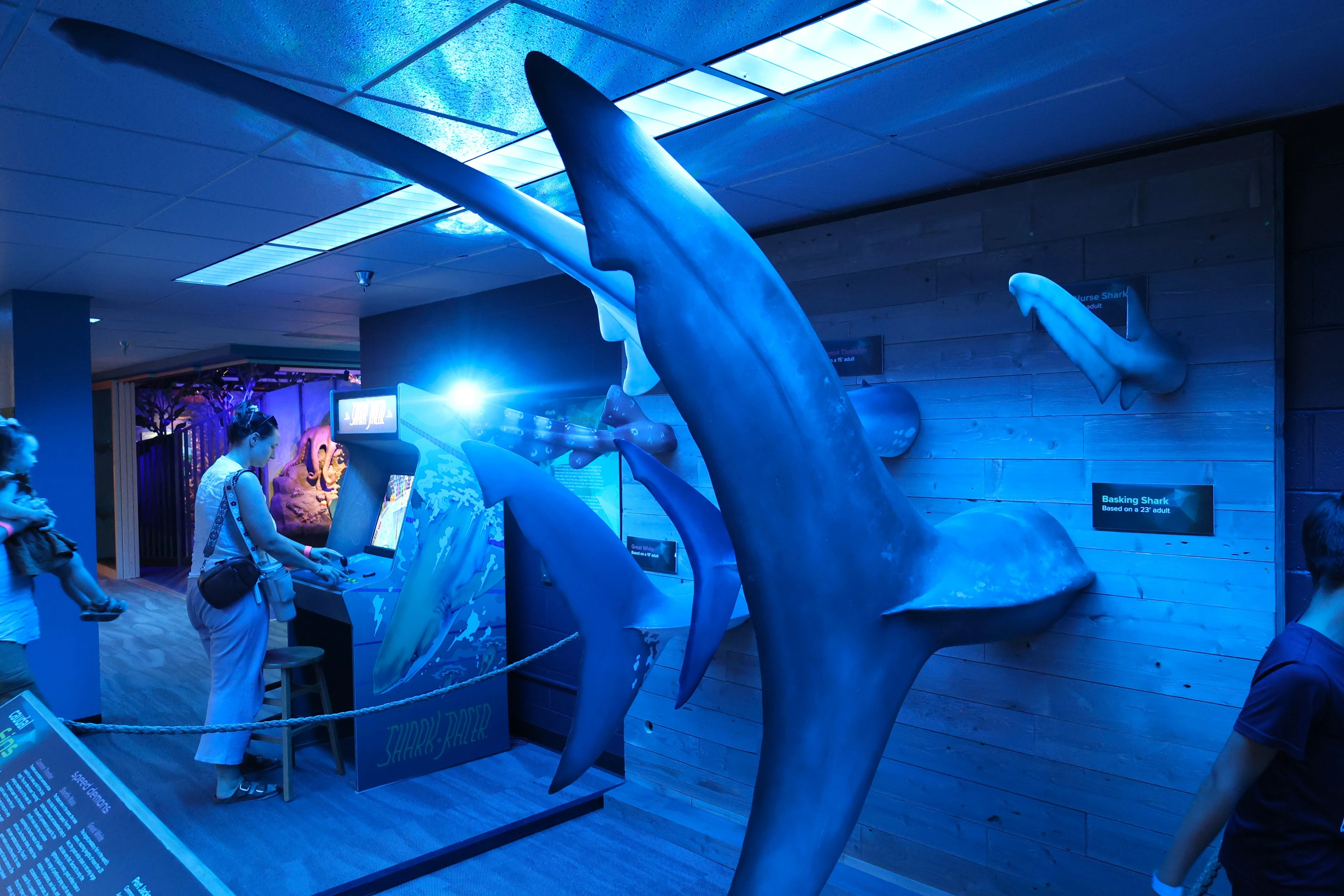 Sharks Mysterious and Misunderstood exhibit at flandrau